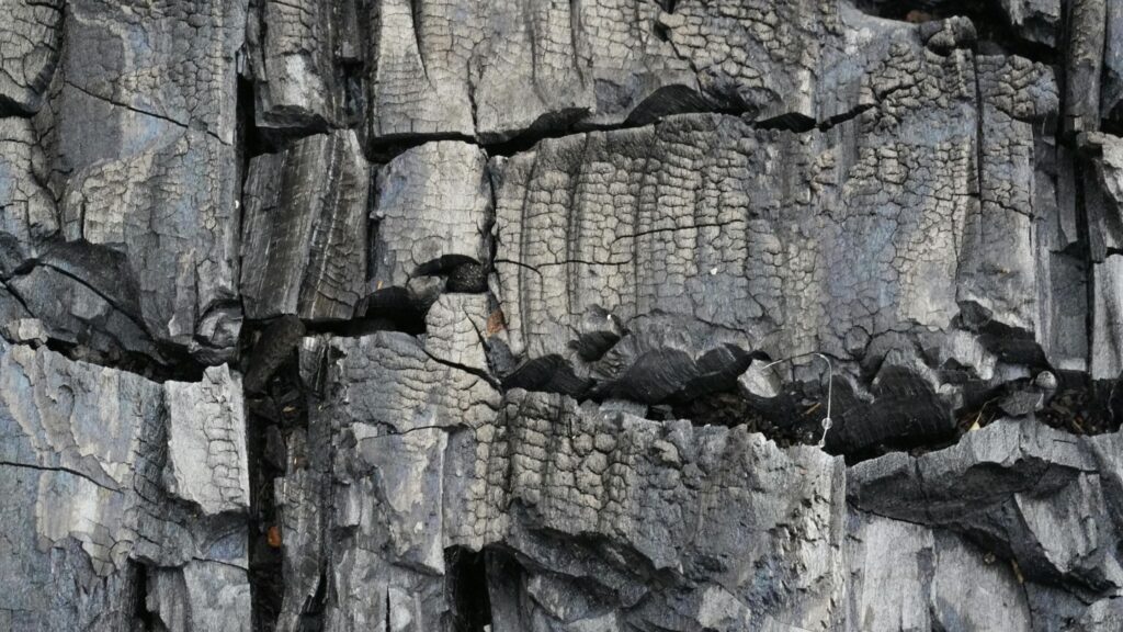 Carbonization Where Wood Becomes Charcoal